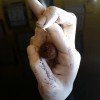 The Language of Hands,nature art